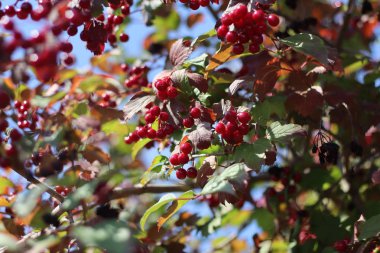 viburnum güzel kümeleri. çilek ve sirkem yaprakları.