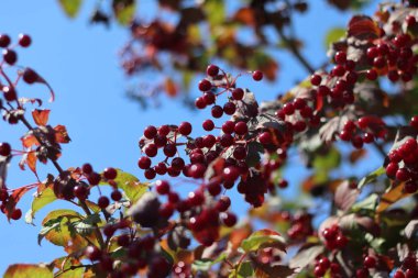 viburnum güzel kümeleri. çilek ve sirkem yaprakları.