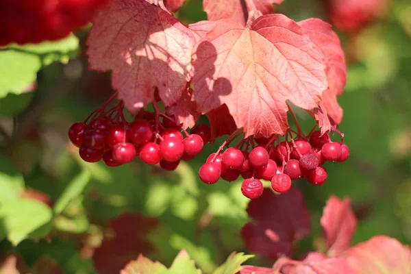 Beautiful Clusters Viburnum Berries Leaves Viburnum — Stock Photo, Image