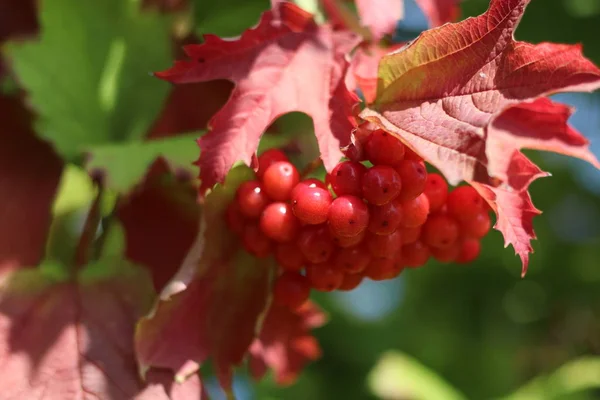 Belles Grappes Viorne Baies Feuilles Viorne — Photo