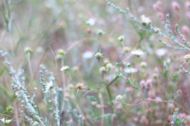çim eniyi ve çiçekler. alanında kuru çim.
