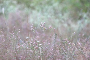 çim eniyi ve çiçekler. alanında kuru çim.