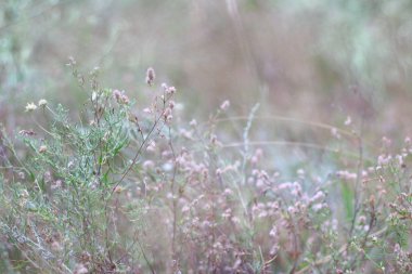 çim eniyi ve çiçekler. alanında kuru çim.