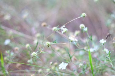 çim eniyi ve çiçekler. alanında kuru çim.