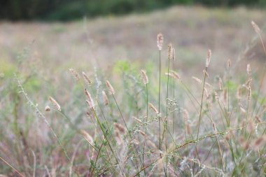 çim eniyi ve çiçekler. alanında kuru çim.