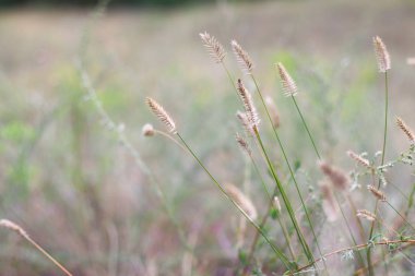 çim eniyi ve çiçekler. alanında kuru çim.