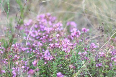 çim eniyi ve çiçekler. alanında kuru çim.