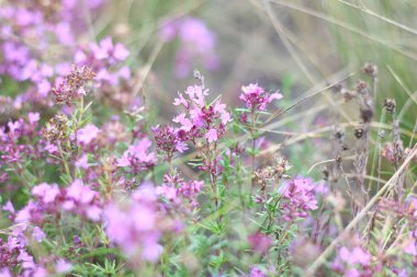 çim eniyi ve çiçekler. alanında kuru çim.