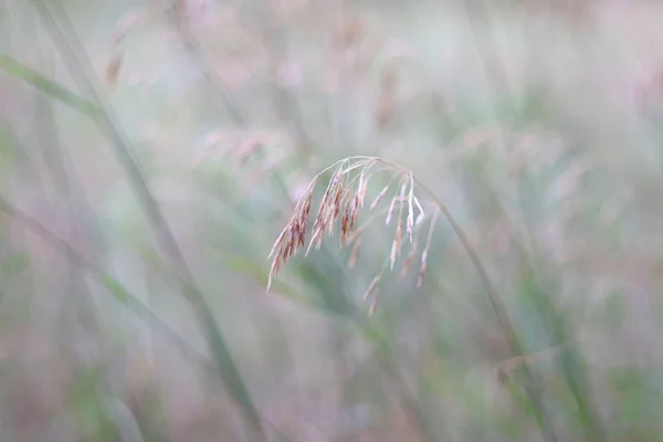 Field Grass Flowers Dry Grass Field — Stock Photo, Image