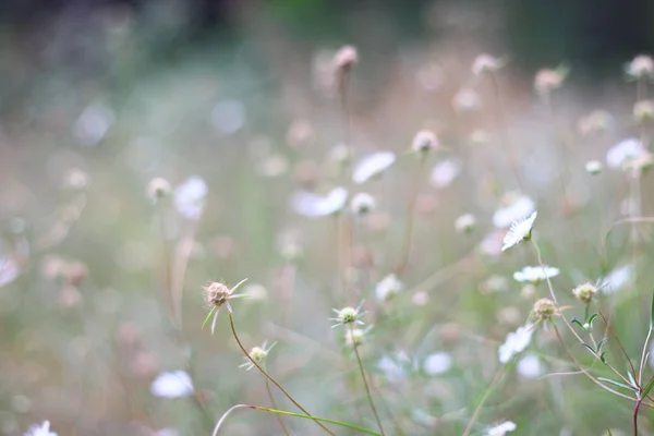 Herbe Des Champs Fleurs Herbe Sèche Dans Champ — Photo