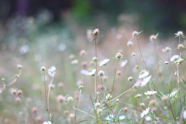 Herbe Des Champs Fleurs Herbe Sèche Dans Champ — Photo