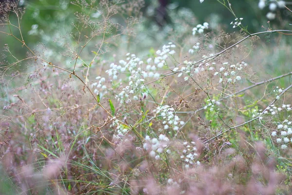 Полевая Трава Цветы Сухая Трава Поле — стоковое фото