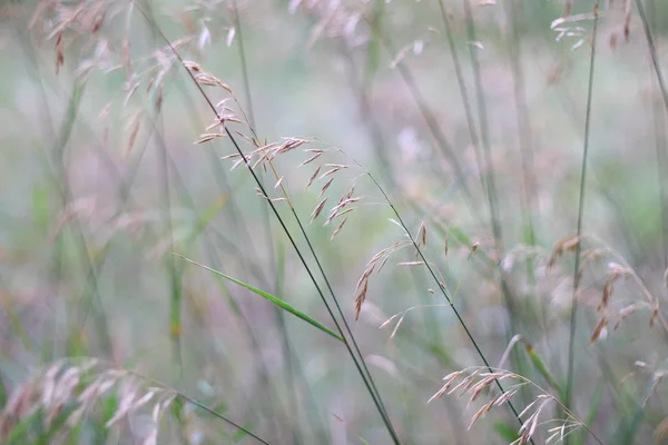 田草和鲜花 田里的干草 — 图库照片