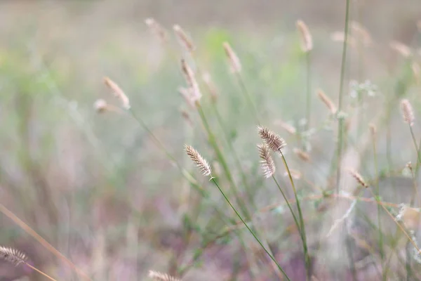 Полевая Трава Цветы Сухая Трава Поле — стоковое фото