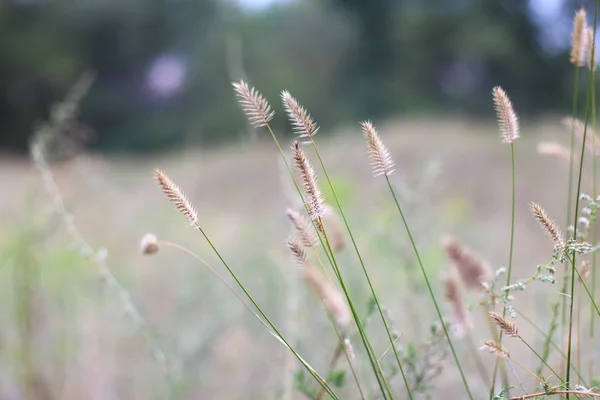 Field Grass Flowers Dry Grass Field — Stock Photo, Image