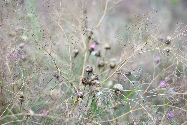 Feldgras Und Blumen Trockenes Gras Auf Dem Feld — Stockfoto