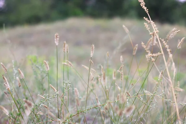 Field Grass Flowers Dry Grass Field — Stock Photo, Image