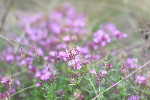 Çim Eniyi Çiçekler Alanında Kuru Çim — Stok fotoğraf