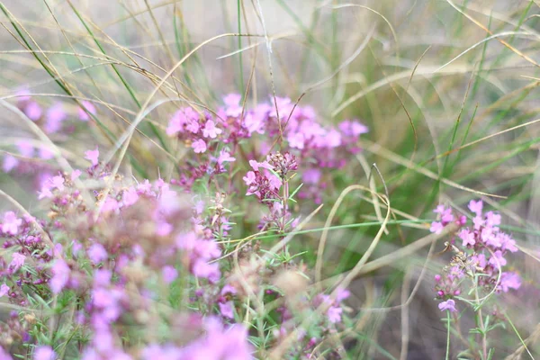 Hierba Campo Flores Hierba Seca Campo — Foto de Stock