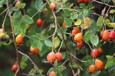 kuşburnu çalısı. çilek ve yabani gül yaprakları.