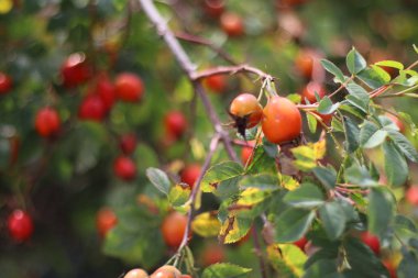 kuşburnu çalısı. çilek ve yabani gül yaprakları.