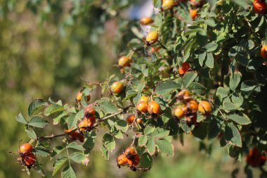 kuşburnu çalısı. çilek ve yabani gül yaprakları.