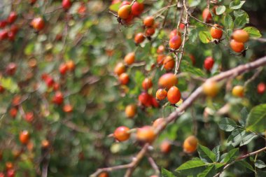 kuşburnu çalısı. çilek ve yabani gül yaprakları.