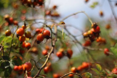 kuşburnu çalısı. çilek ve yabani gül yaprakları.