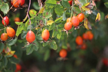 kuşburnu çalısı. çilek ve yabani gül yaprakları.