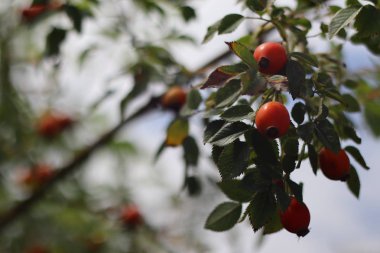 kuşburnu çalısı. çilek ve yabani gül yaprakları.