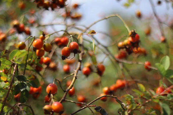 Hagebuttenbusch Beeren Und Blätter Der Wildrose — Stockfoto