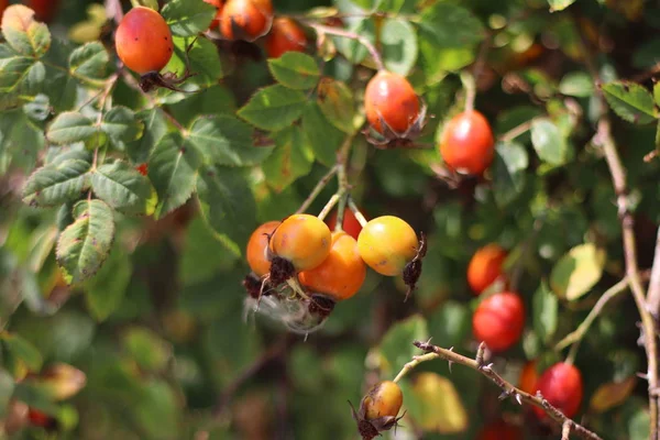 Hagebuttenbusch Beeren Und Blätter Der Wildrose — Stockfoto