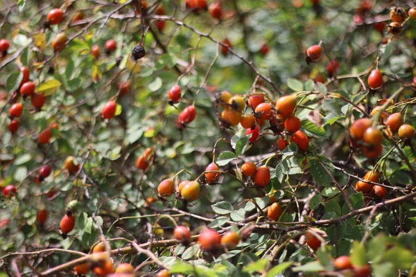 Hagebuttenbusch Beeren Und Blätter Der Wildrose — Stockfoto