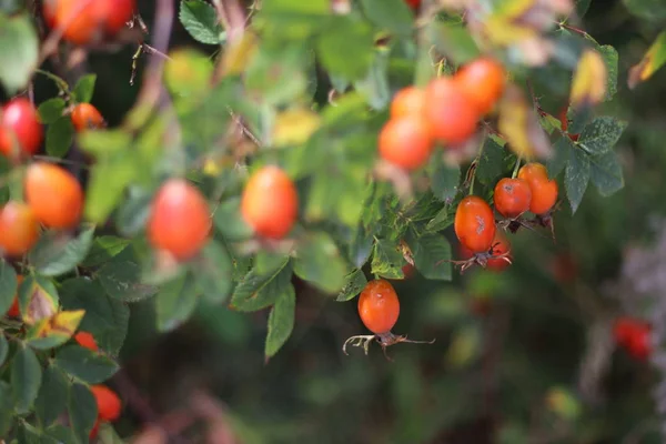 Hagebuttenbusch Beeren Und Blätter Der Wildrose — Stockfoto