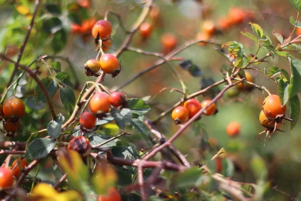 Hagebuttenbusch Beeren Und Blätter Der Wildrose — Stockfoto