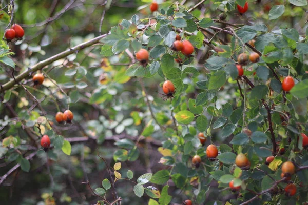 Cespuglio Rosa Canina Bacche Foglie Rosa Selvatica — Foto Stock