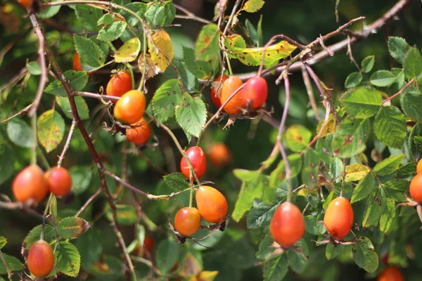 Rosehip Bush Berries Leaves Wild Rose — Stock Photo, Image