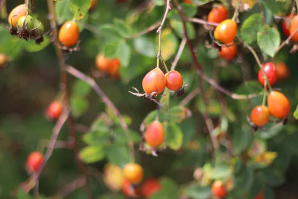 Hagebuttenbusch Beeren Und Blätter Der Wildrose — Stockfoto