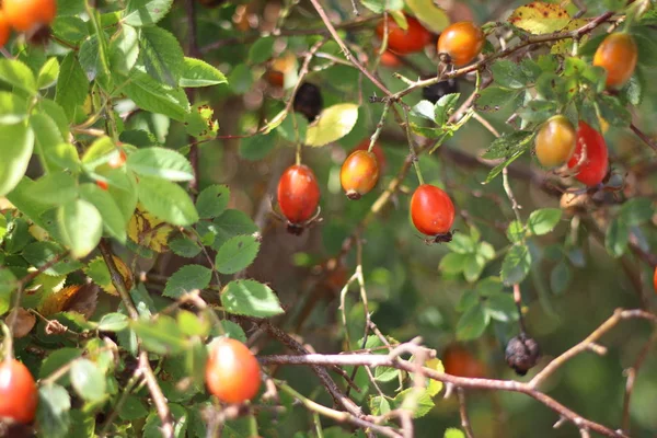 Hagebuttenbusch Beeren Und Blätter Der Wildrose — Stockfoto