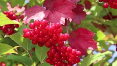 kırmızı viburnum kümeleri. rowan çilek ve yaprakları