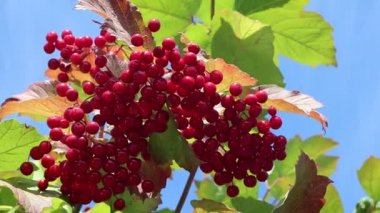 kırmızı viburnum kümeleri. rowan çilek ve yaprakları