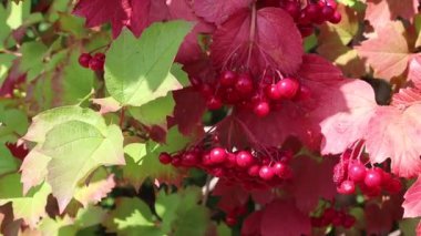 kırmızı viburnum kümeleri. rowan çilek ve yaprakları