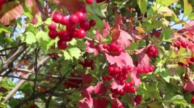 kırmızı viburnum kümeleri. rowan çilek ve yaprakları