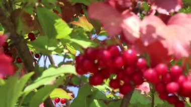 kırmızı viburnum kümeleri. rowan çilek ve yaprakları