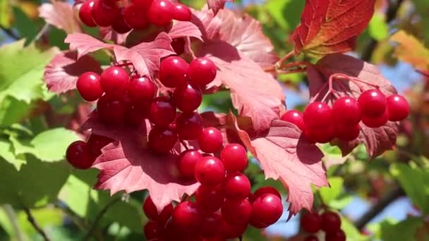 Rote Cluster Von Viburnum Vogelbeeren Und Blätter — Stockvideo