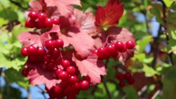 Aglomerados Vermelhos Viburnum Bagas Folhas Rowan — Vídeo de Stock