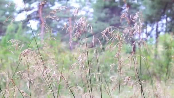 Łodygi Trawy Zachodzie Słońca Sucha Trawa — Wideo stockowe