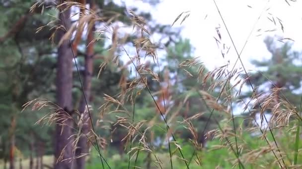 Grashalme Bei Sonnenuntergang Trockenes Gras — Stockvideo