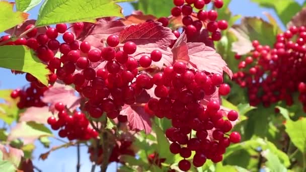 Red Clusters Viburnum Rowan Berries Leaves — Stock Video