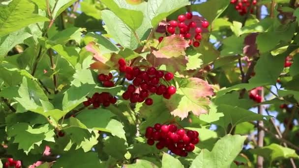 Aglomerados Vermelhos Viburnum Bagas Folhas Rowan — Vídeo de Stock